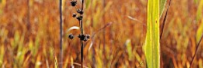 Paludi calcaree di Cladium mariscus e di Carex davalliana