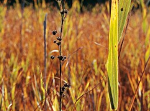 Paludi calcaree di Cladium mariscus e di Carex davalliana