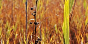 Paludi calcaree di Cladium mariscus e di Carex davalliana