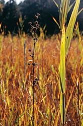 Paludi calcaree di Cladium mariscus e di Carex davalliana