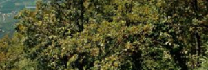Boschi pannonici di Quercus pubescens