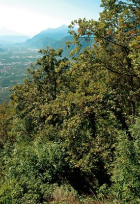Boschi pannonici di Quercus pubescens