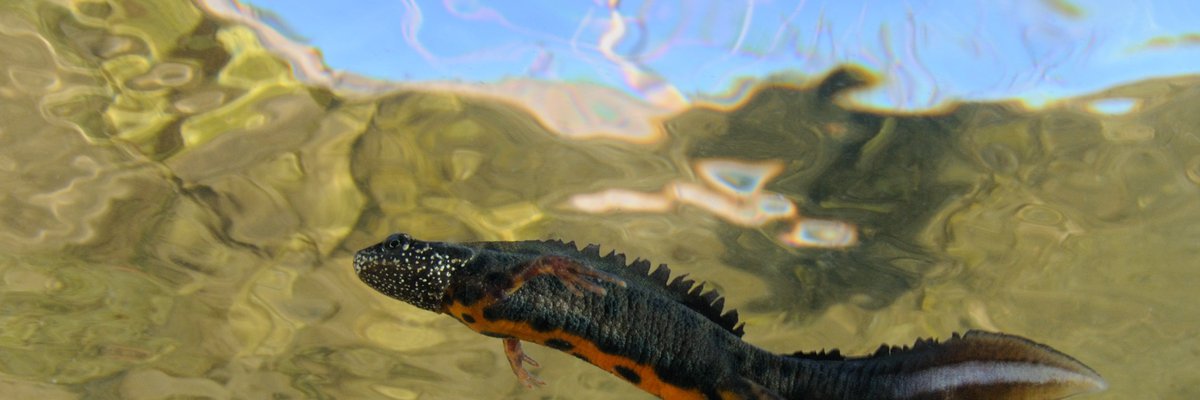 Triturus carnifex