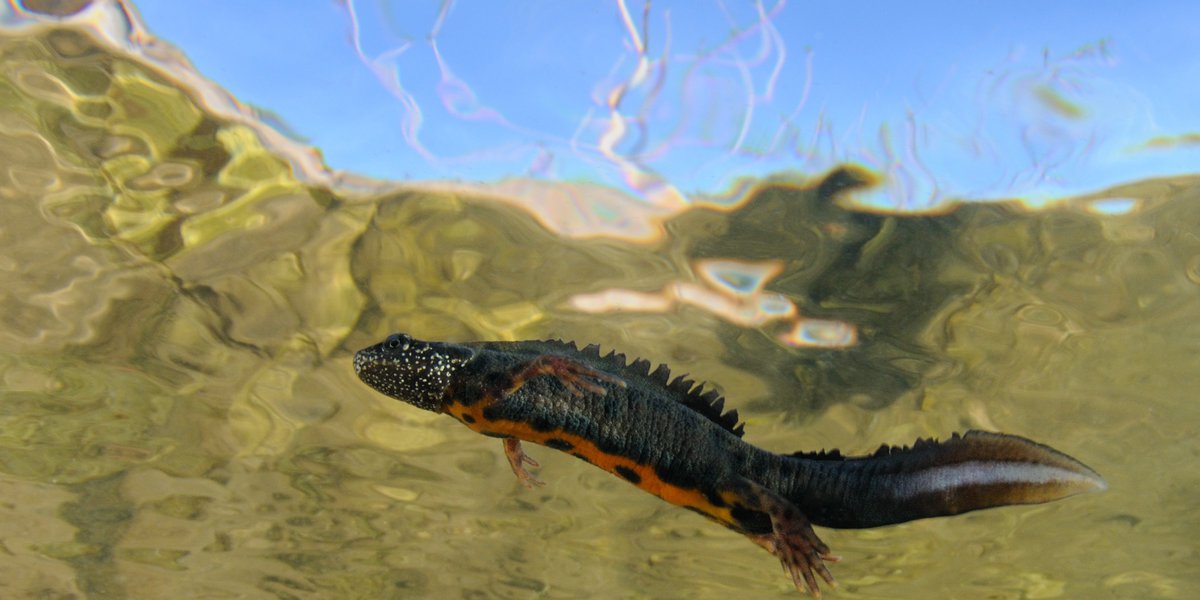 Triturus carnifex