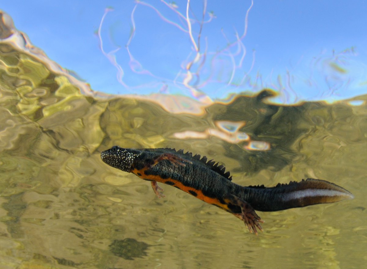 Triturus carnifex