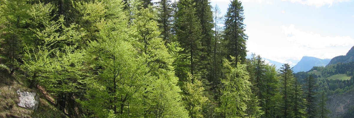 Abieti-faggeto
