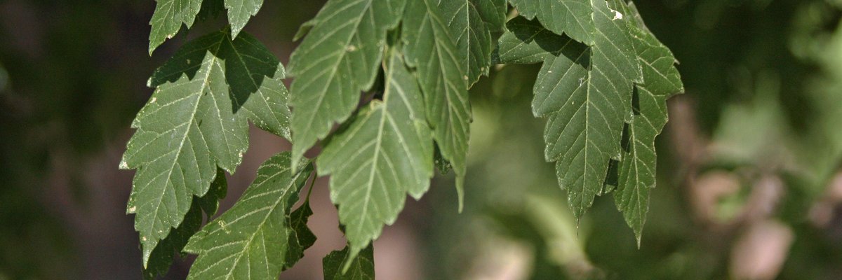 Acer negundo - Acero americano