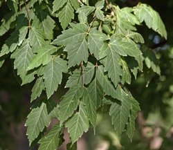 Acer negundo - Acero americano