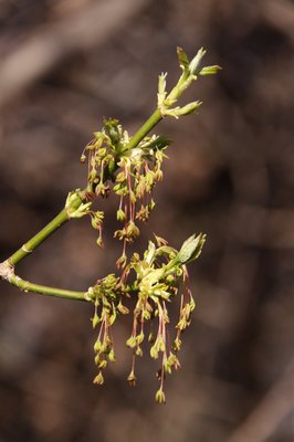 Acer negundo - Fiori