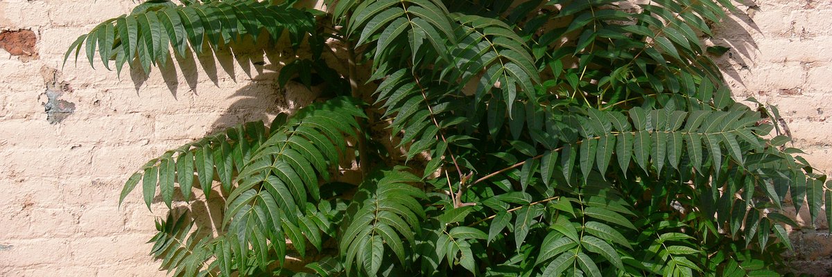 Ailanto - Ailanthus altissima