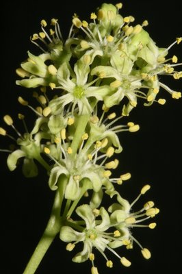 Ailanthus altissima - Filippo Prosser - Dettaglio fiore