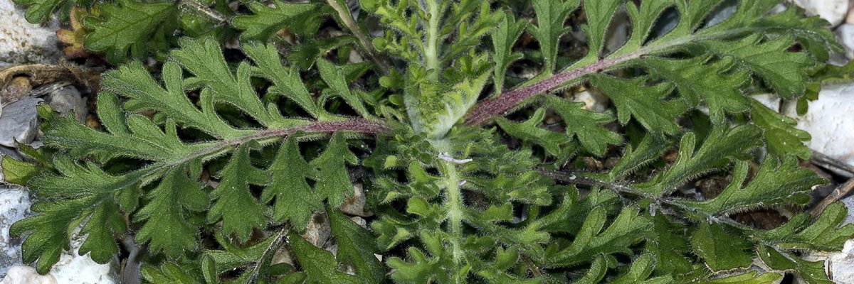 Ambrosia artemisiifolia - Luciano Costantini - Rosetta