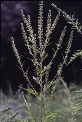 Ambrosia artemisiifolia - Filippo Prosser