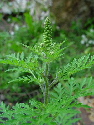 Ambrosia artemisiifolia - Ambrosia a foglie di artemisia