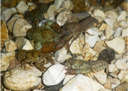 Austropotamobius pallipes