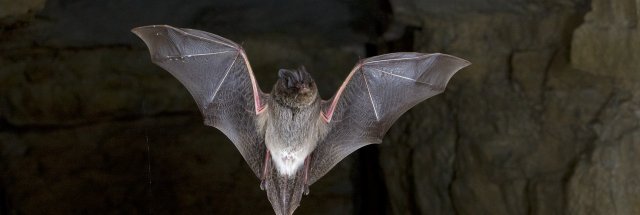 Barbastella barbastellus