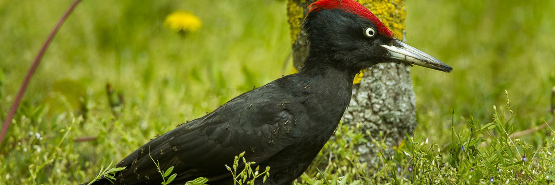 Dryocopus martius
