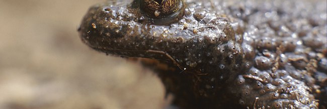 Bombina variegata
