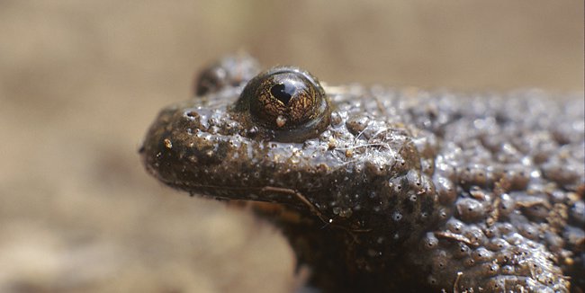 Bombina variegata