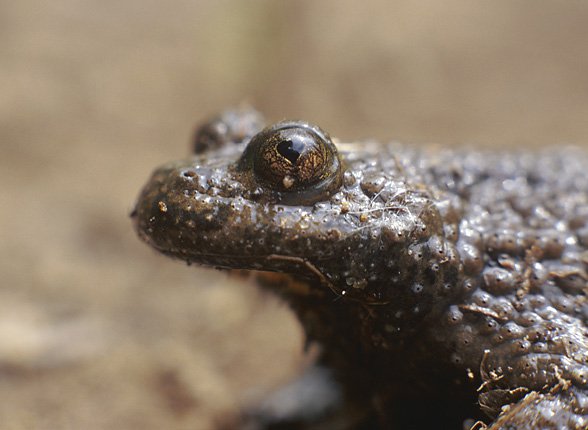 Bombina variegata