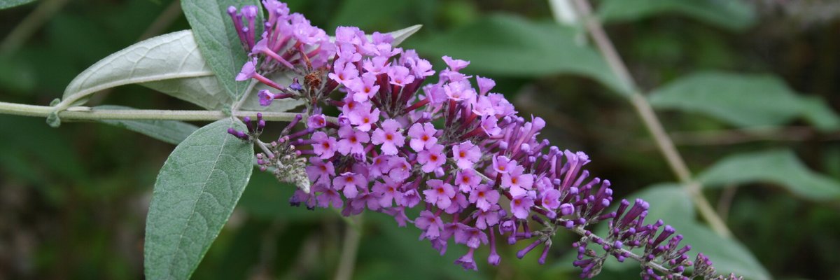 Buddleja davidii - Giorgio Perazza - Infiorescenza