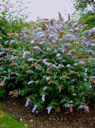 Buddleja davidii - Albero delle farfalle
