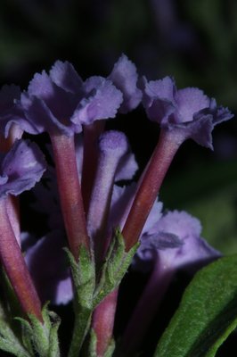 Buddleja davidii - Dettaglio fiori