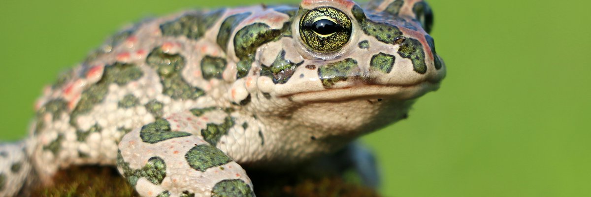 Bufotes viridis
