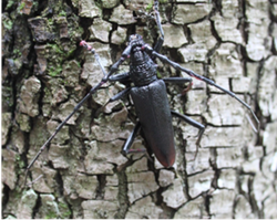 Cerambyx cerdo adulto