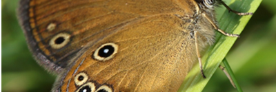 Coenonympha oedippus