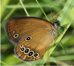 Coenonympha oedippus