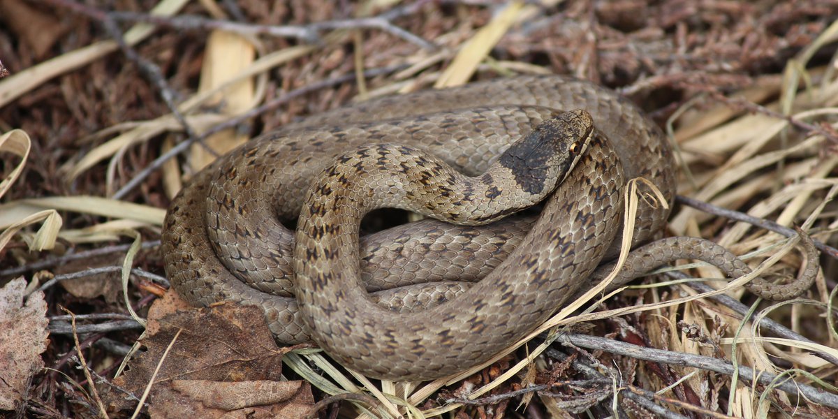 Coronella austriaca