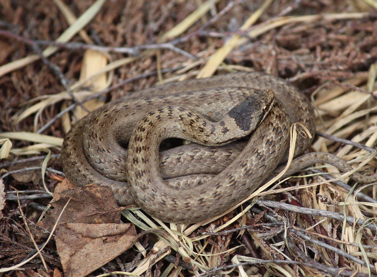 Coronella austriaca