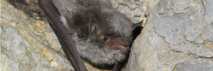 Myotis capaccinii
