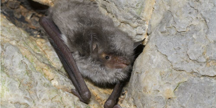 Myotis capaccinii