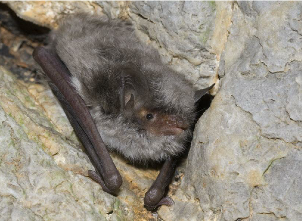 Myotis capaccinii