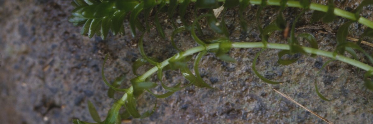 Elodea canadensis - Filippo Prosser