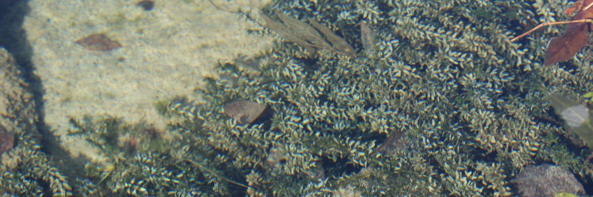 Elodea canadensis - Filippo Prosser