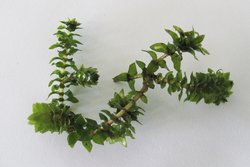 Elodea canadensis