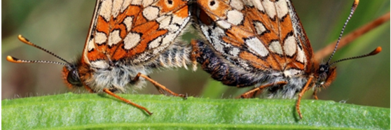 Euphydryas aurinia