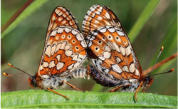 Euphydryas aurinia