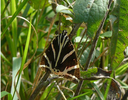 Euplagia quadripunctaria
