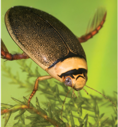 Graphoderus bilineatus