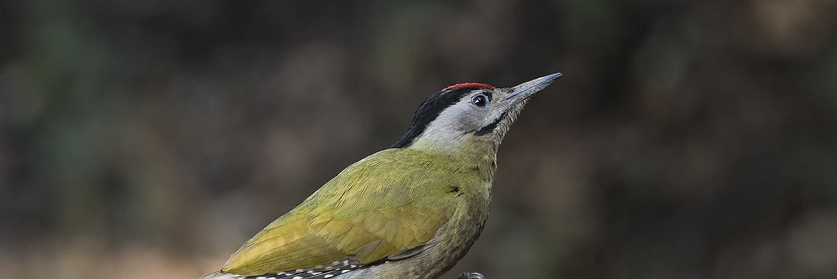 Picus canus