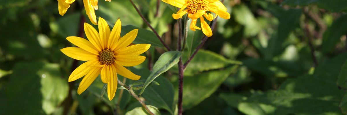 Helianthus tuberosus - Topinambur