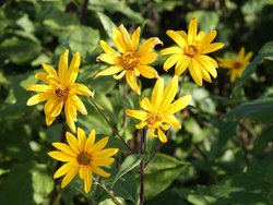 Helianthus tuberosus - Topinambur