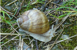 Helix pomatia