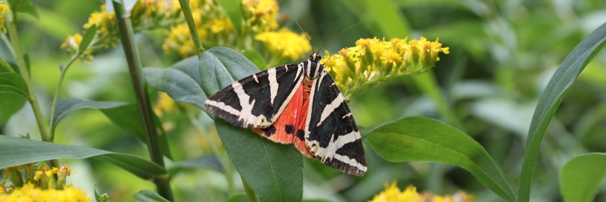 Euplagia quadripunctaria