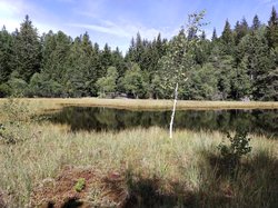 Torbiere alte attive