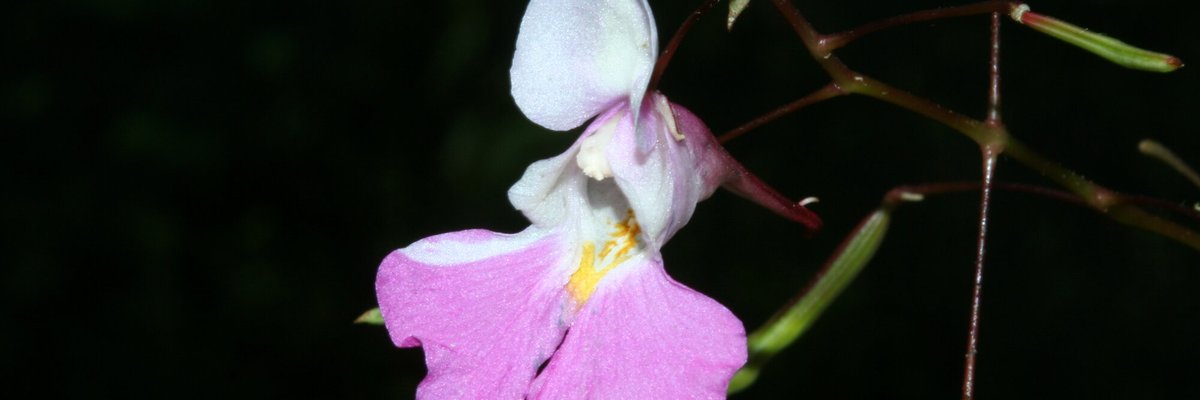 Impatiens balfourii - Giorgo Perazza - Fiore